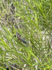 Platypedia mohavensis