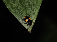 Eumorphus quadriguttatus