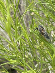 Platypedia mohavensis