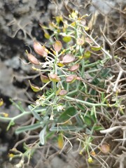 Hormathophylla spinosa