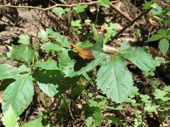 Polygonia comma