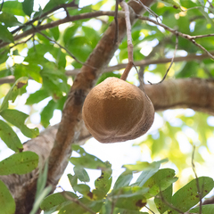 Magonia pubescens