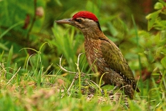 Picus xanthopygaeus