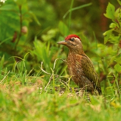 Picus xanthopygaeus