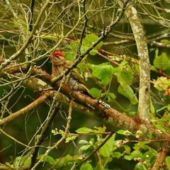 Picus xanthopygaeus