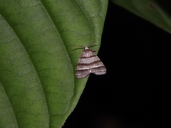 Flammona