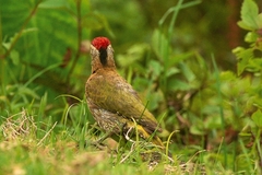 Picus xanthopygaeus