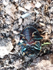 Leptinotarsa behrensi