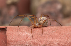 Latrodectus geometricus