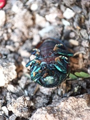 Leptinotarsa behrensi