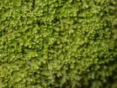 Lepidoziaceae