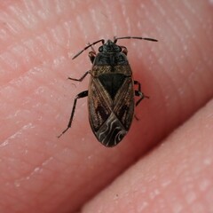 Trapezonotus arenarius