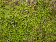 Lepidoziaceae