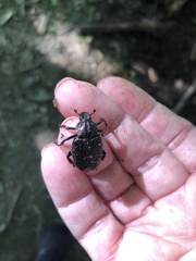 Osmoderma scabra