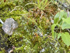 Ptychostomum creberrimum