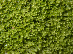 Lepidoziaceae