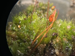 Ptychostomum creberrimum