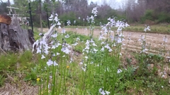 Nuttallanthus texanus