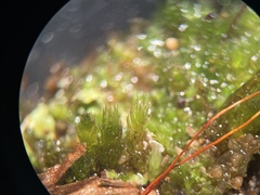 Ptychostomum creberrimum