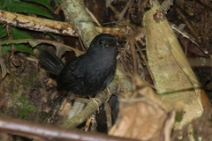 Scytalopus speluncae