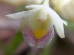 Eulophia diffusiflora