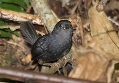 Scytalopus speluncae