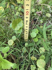 Hydrocotyle tribotrys
