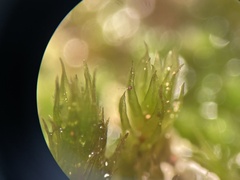 Ptychostomum creberrimum