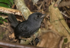 Scytalopus speluncae