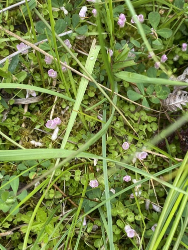 Bog pimpernel (Lysimachia tenella)