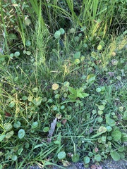 Hydrocotyle tribotrys