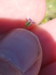 Gypsophila tomentosa