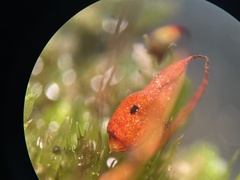 Ptychostomum creberrimum