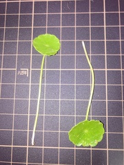 Hydrocotyle tribotrys