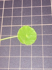 Hydrocotyle tribotrys