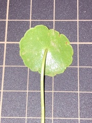 Hydrocotyle tribotrys