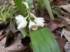 Eulophia diffusiflora