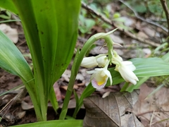 Eulophia diffusiflora