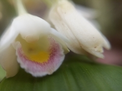 Eulophia diffusiflora