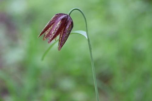 Maximowicz’s fritillary (Fritillaria maximowiczii)