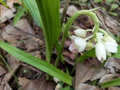 Eulophia diffusiflora