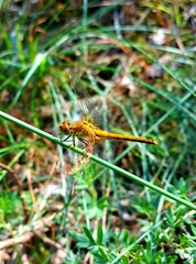 Sympetrum flaveolum