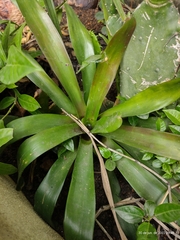 Neoregelia compacta