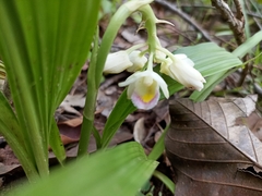Eulophia diffusiflora