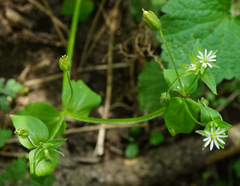 Stellaria ruderalis