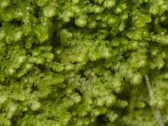 Lepidoziaceae