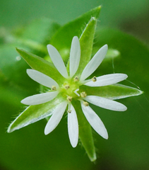 Stellaria ruderalis