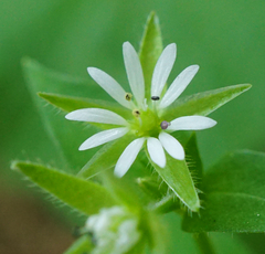 Stellaria ruderalis