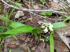 Eulophia diffusiflora