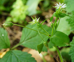 Stellaria ruderalis